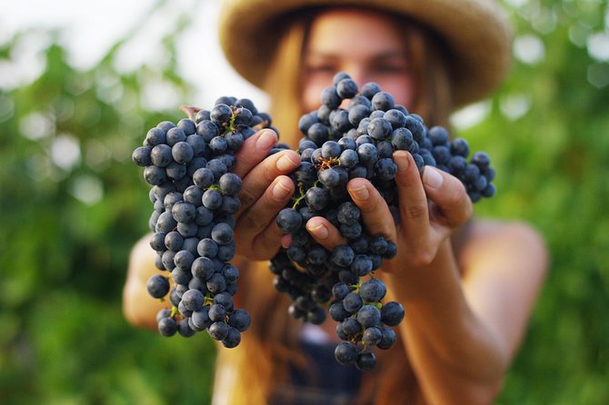 Wine Tours & Leisure Trips